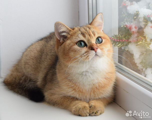 Элитные клубные британцы золотая шиншилла подарок