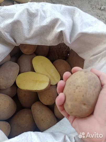 Картофель