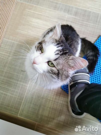 Кот Леопольд