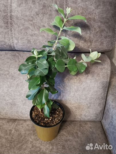 Метросидерос