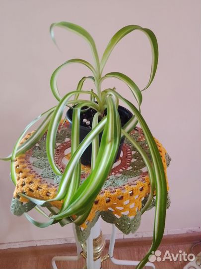 Фикус Бенджамина, хлорофитум кудрявый