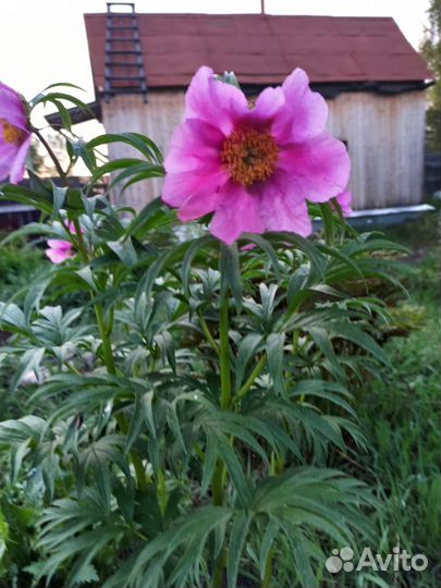 Уклоняющийся пион