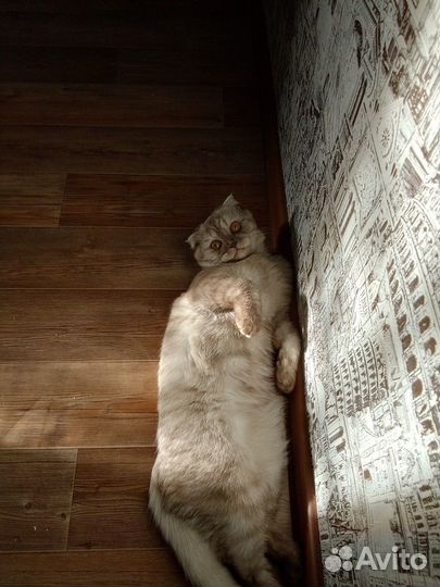 Британские котята