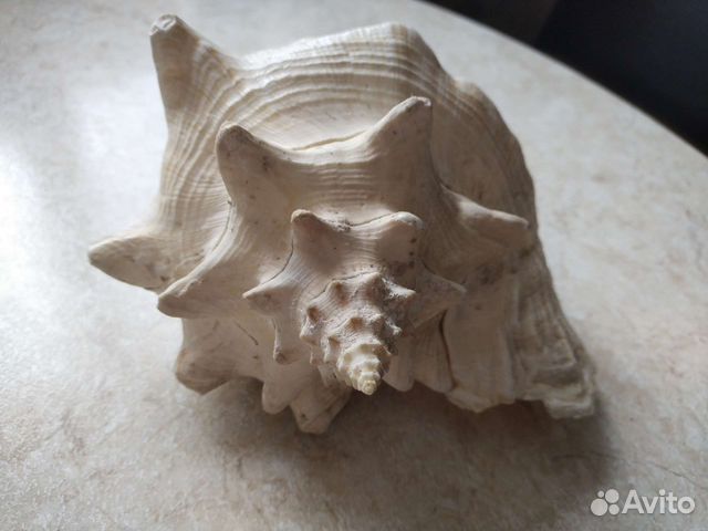 Морские ракушки раковины