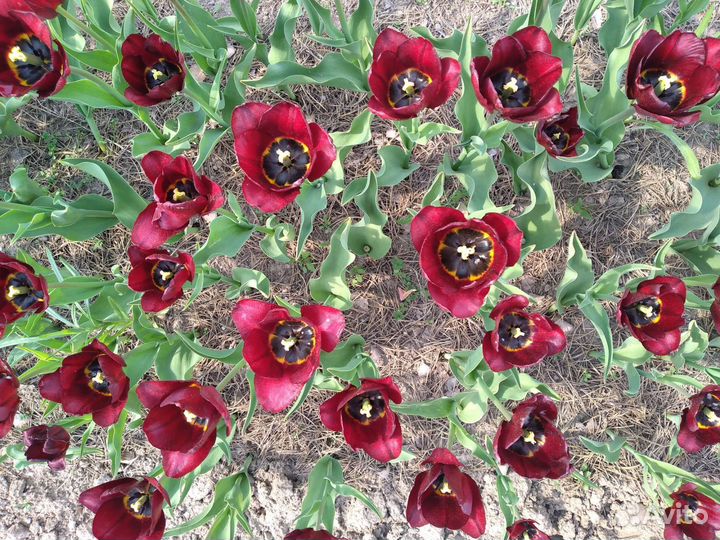 Тюльпаны луковицы