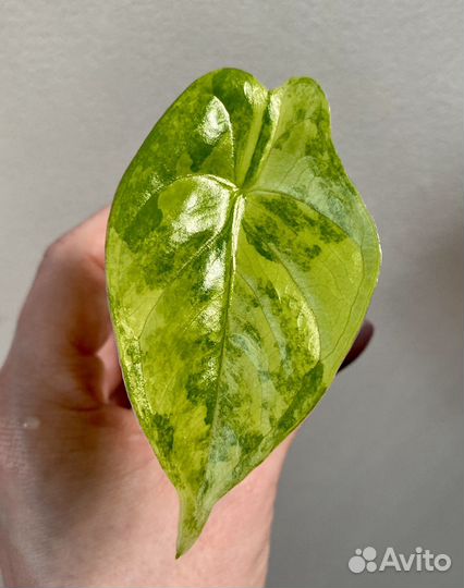 Алоказия форниката аурея