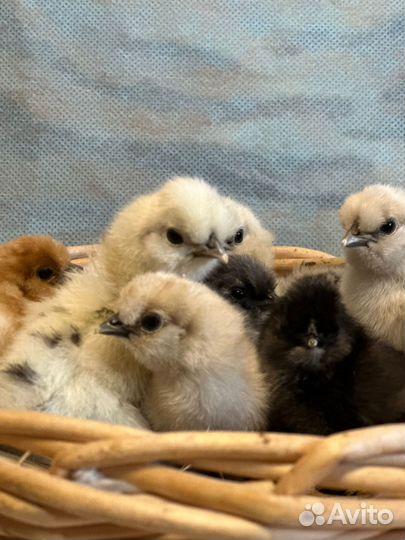 Китайские шёлковые,фавероль и другие