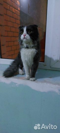 Пушистик потеряшка