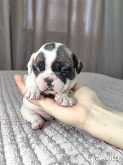 Щенки французского бульдога