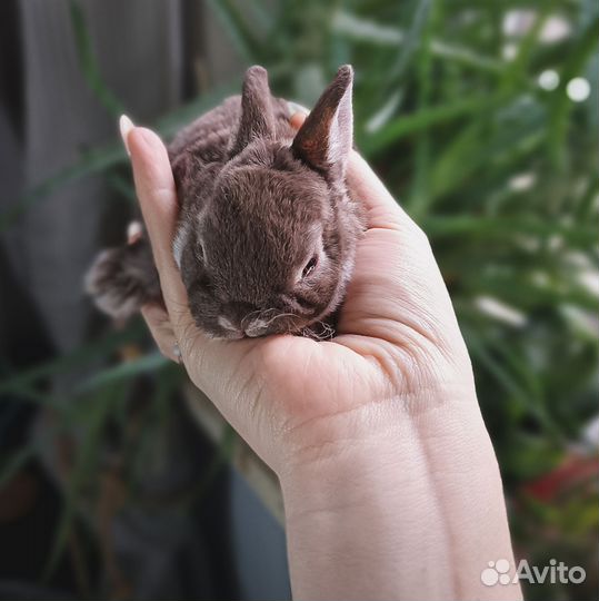 Карликовые крольчата рекс