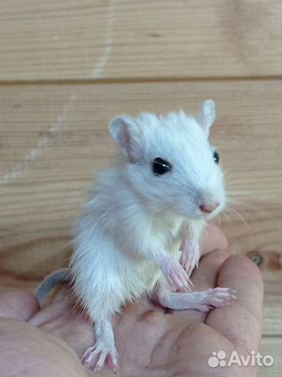 Песчанка