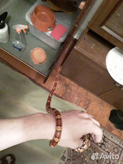 Маисовый полоз