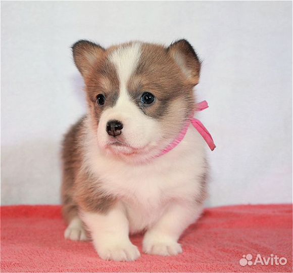 Щенки вельш -корги