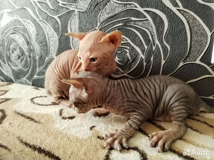 Донской сфинкс котята