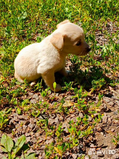 Щенки в добрые руки