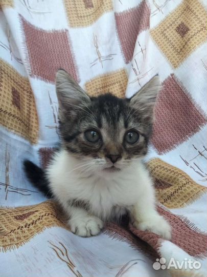 Котята