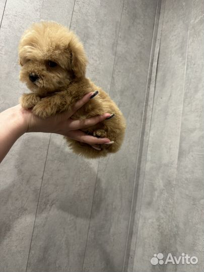 Мальтипу f1 mini