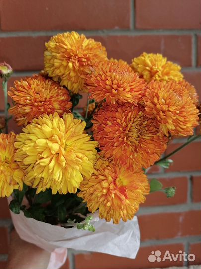 Хризантем а, срезка