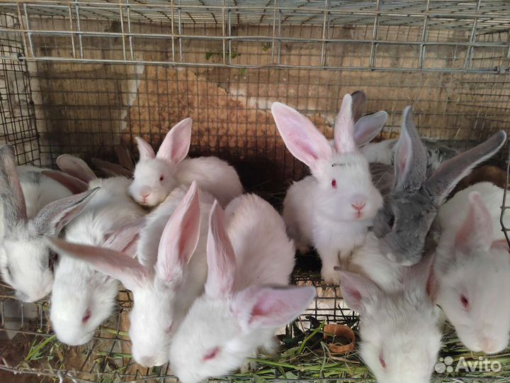Кролики породы великан