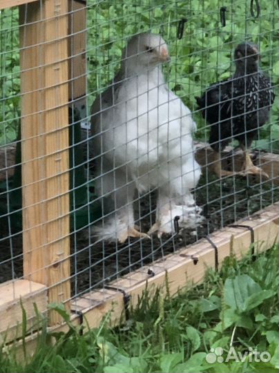 Цыплята и куры(молодки)от кур несушек