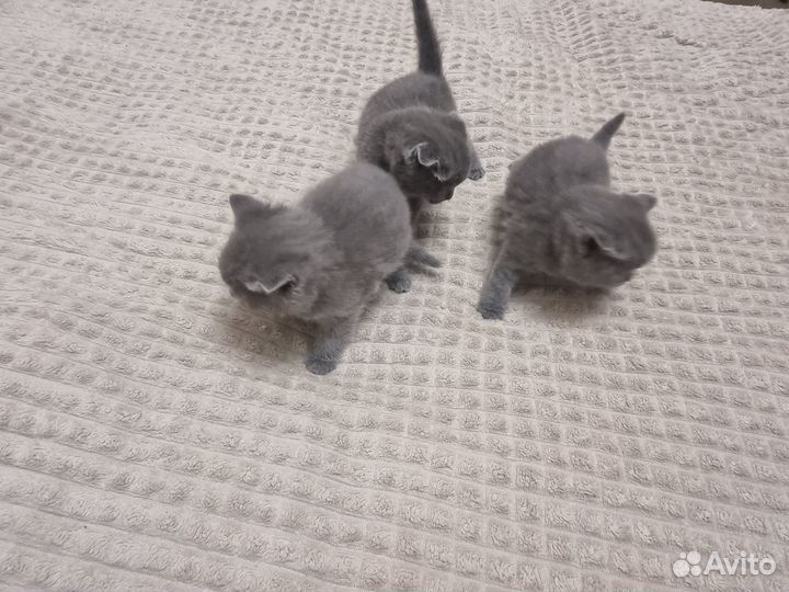Шотландские котята