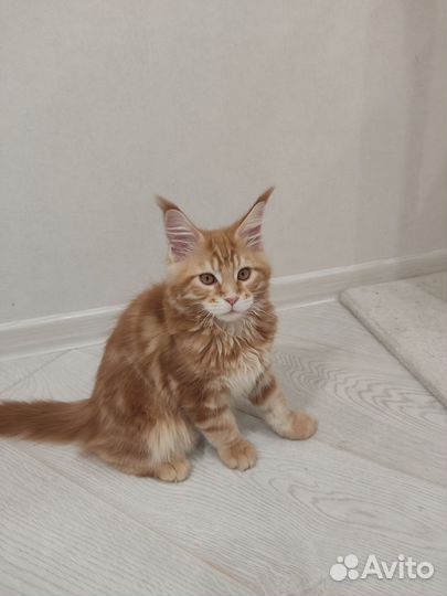 Котята мейн-кун