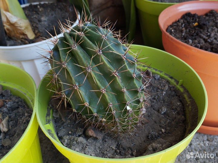 Кактус эхинопсис