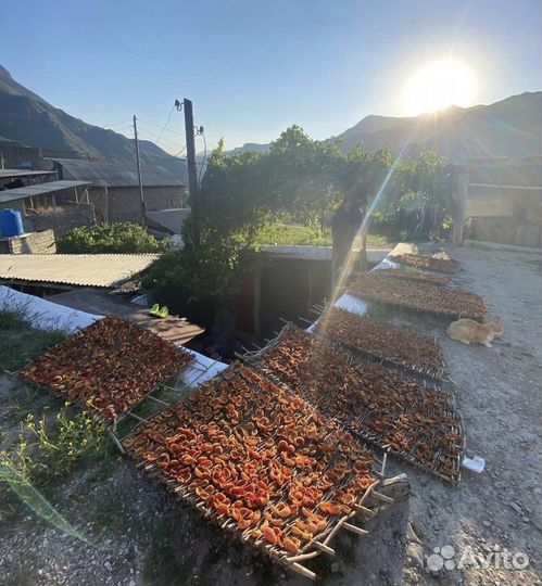 Курага домашняя горная дагестанская