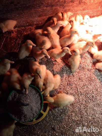 Цыплята суточные