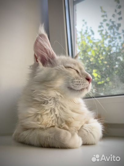 Котята мейн-кун