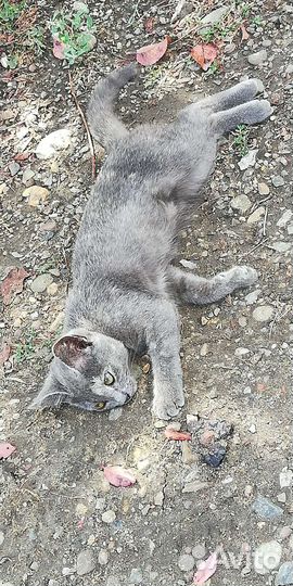 Котята от крысоловки