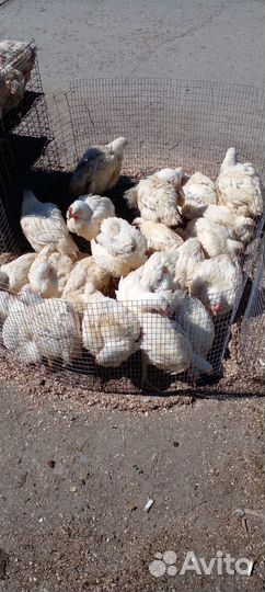 Куры несунки бройлер.гуси,утки