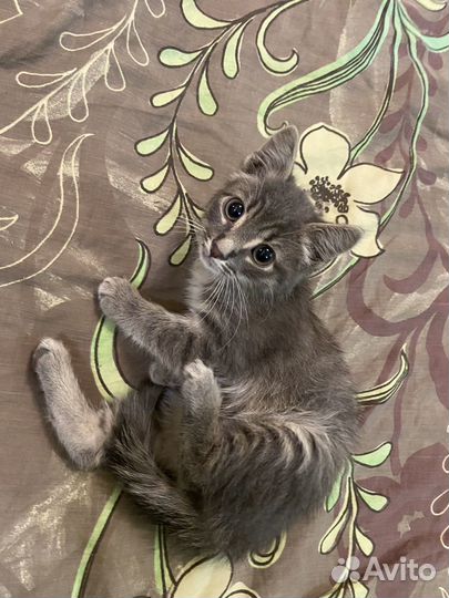Котенок в добрые руки