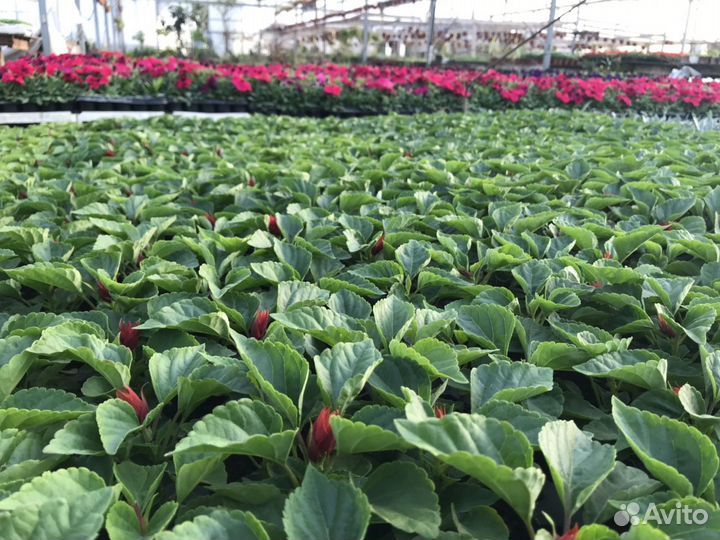 Однолетняя Рассада цветов в Анапе