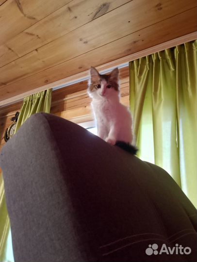 Котенок мальчик