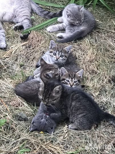 Британская кошка