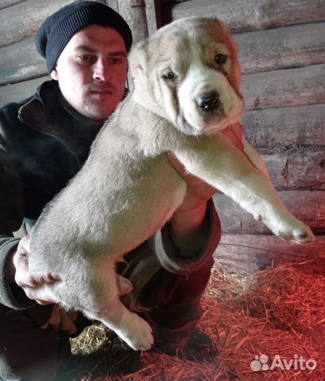 Продаются щенок Алабая. Все вопросы по телефону