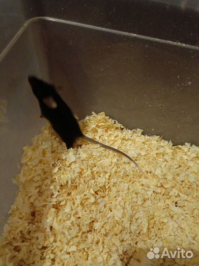 Отдам мышей