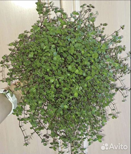 Каллизия