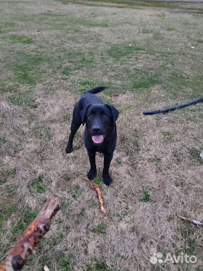 Собака в добрые руки отдам бесплатно