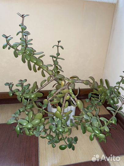 Комнатные растения, цветы