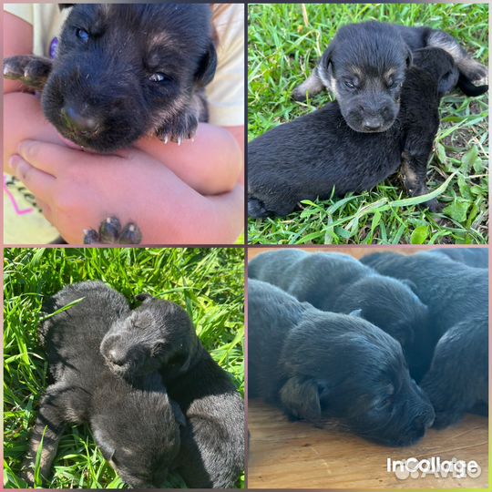 Щенки немецкой овчарки