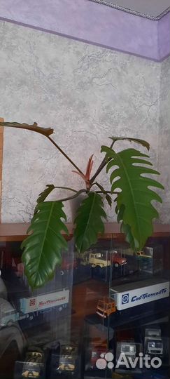 Карамель марбл зелёная