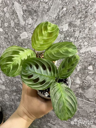 Комнатные растения часть 3