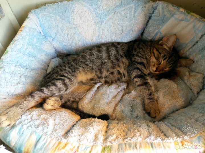 Котенок в добрые руки