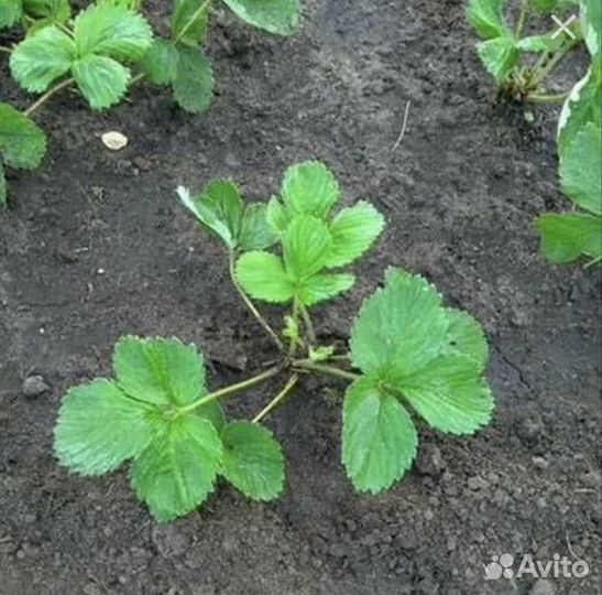 Фестивальная клубника: саженцы и кусты зкс