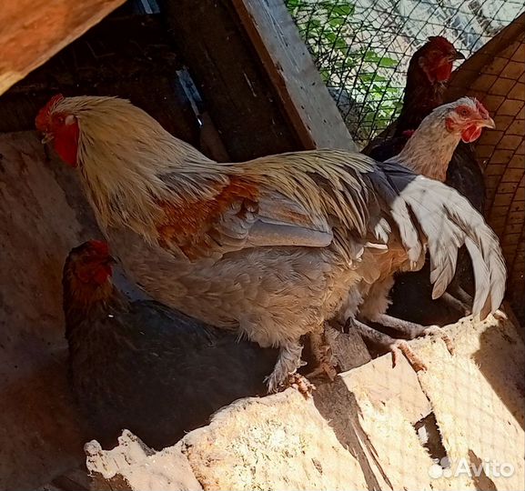 Молодые петухи