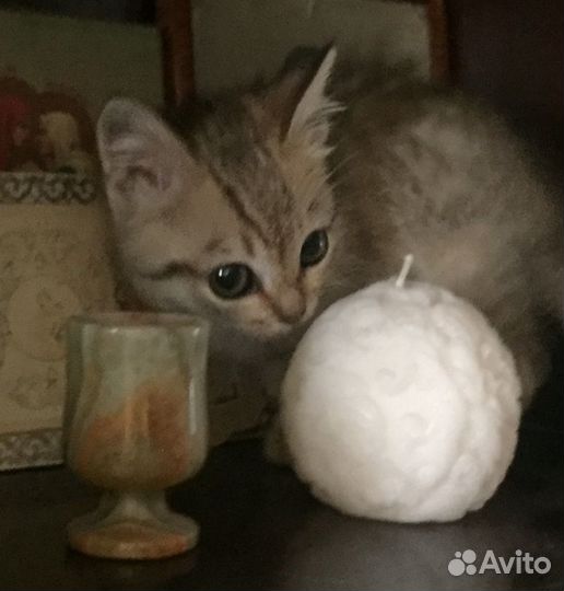 Подарите дом крохе