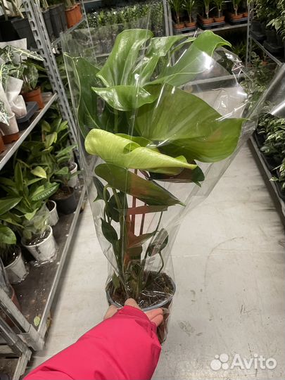 Монстера Делициоза (Деликоза) 60 см