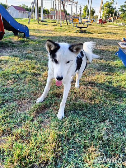 Собака в добрые руки